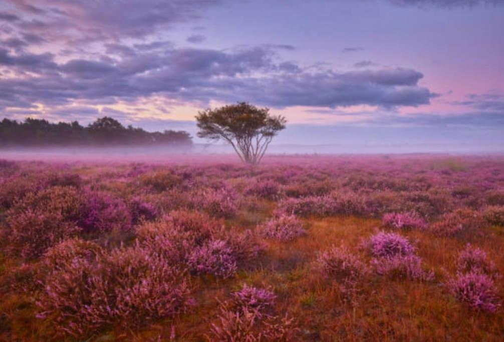 Veluwe Boutique Lodge Putten Eksteriør billede